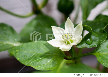 パプリカの花 104883466