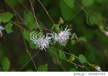山地の日当たりのよい場所で生育する茎を束ねて箒に利用されたコウヤボウキの白い花が美しい 山地の日当たりのよい場所で生育する茎を束ねて箒に利用されたコウヤボウキの白い花が美しい 104883763