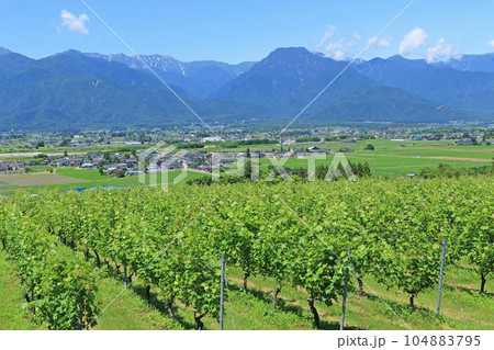 安曇野　夏のワイン用ブドウ畑 104883795