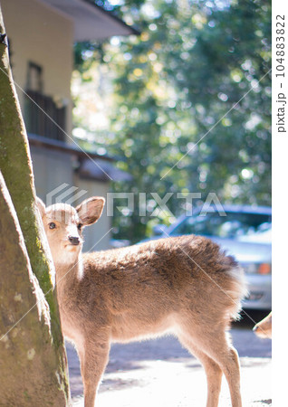 奈良 春日大社の周辺に暮らす野生の子鹿 104883822