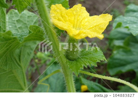 メロンの雌花 メロンの雌花 104883827