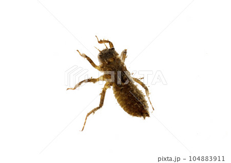 シオカラトンボ幼虫　ヤゴ 104883911