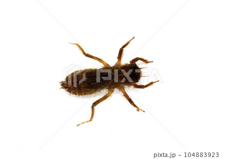 シオカラトンボ幼虫　ヤゴ 104883923