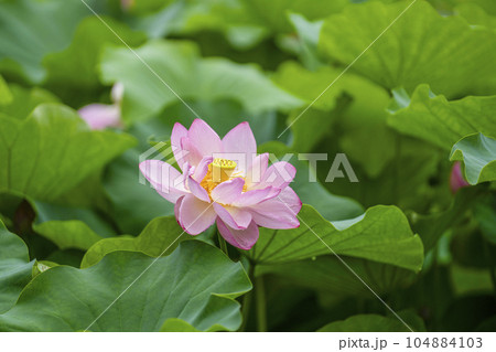 ハスの開花 104884103