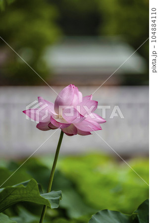 ハスの開花 104884110