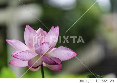ハスの開花 104884124