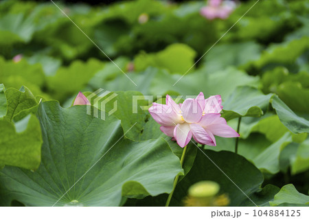 ハスの開花 104884125