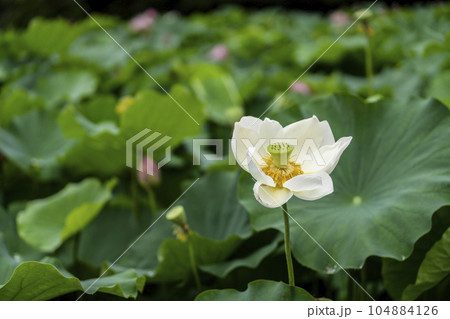 ハスの開花 104884126