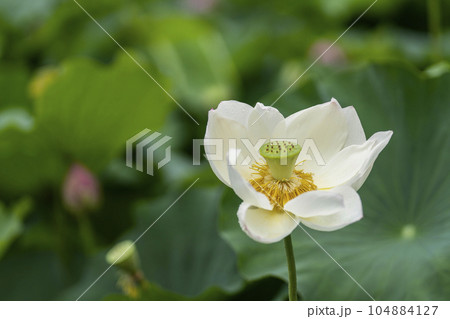 ハスの開花 ハスの開花 104884127
