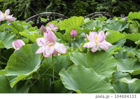 ハスの開花 104884133