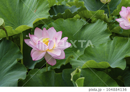 ハスの開花 104884136