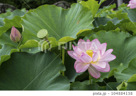 ハスの開花 104884138