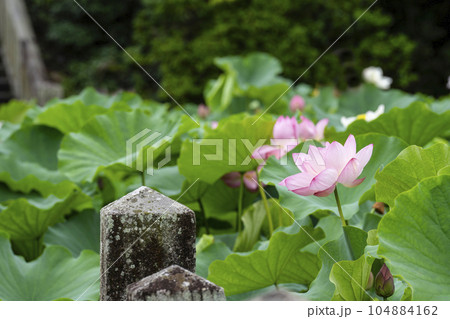 ハスの開花 104884162