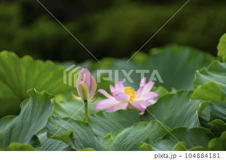 ハスの開花 104884181