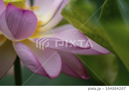 ハスの開花 104884207