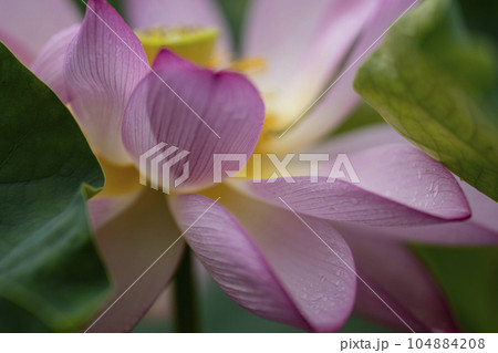 ハスの開花 ハスの開花 104884208