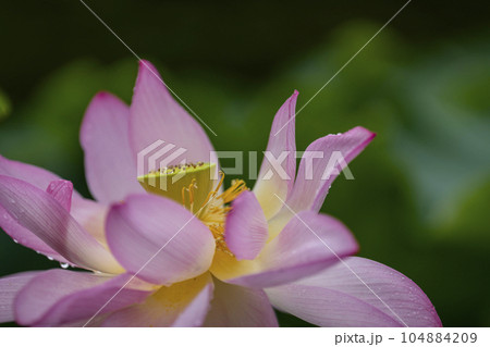 ハスの開花 104884209