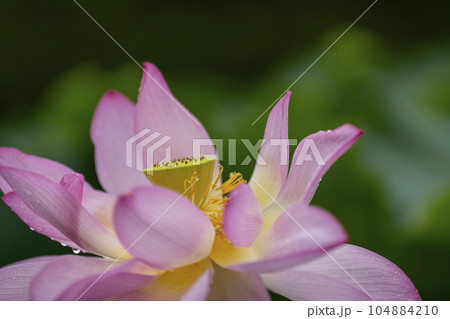 ハスの開花 ハスの開花 104884210