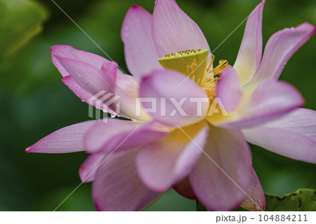 ハスの開花 104884211