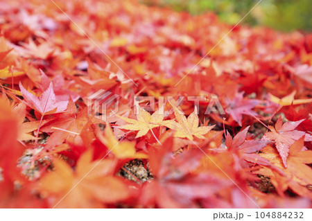 晩秋の矢野温泉公園四季の里落ち紅葉の絨毯 晩秋の矢野温泉公園四季の里落ち紅葉の絨毯 104884232