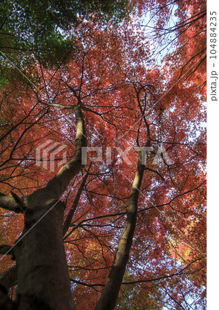 晩秋の矢野温泉公園四季の里の紅葉の森 104884235