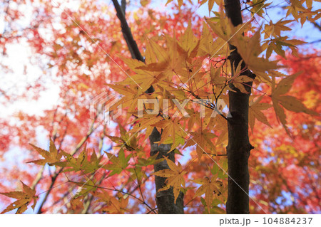晩秋の矢野温泉公園四季の里の紅葉の森 104884237