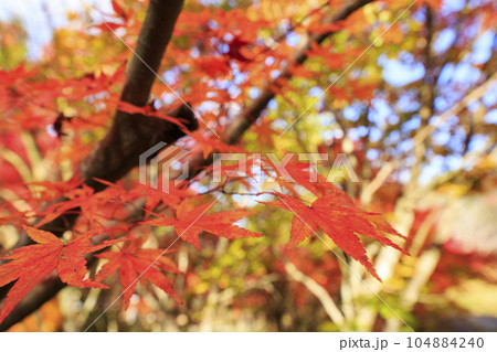 晩秋の矢野温泉公園四季の里の紅葉の森 104884240
