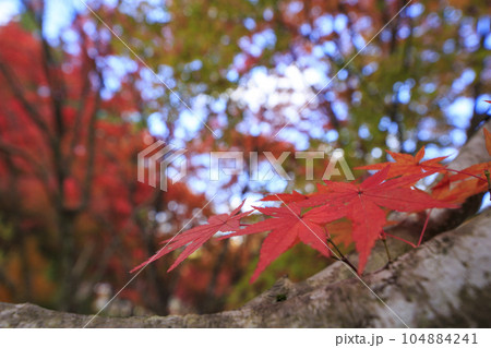 晩秋の矢野温泉公園四季の里の紅葉の森 104884241