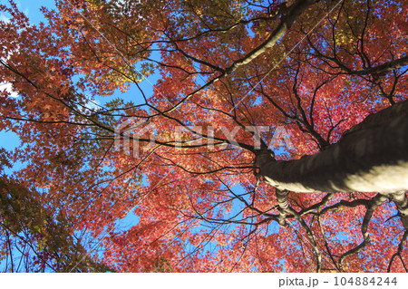 晩秋の矢野温泉公園四季の里の紅葉の森の青空 104884244