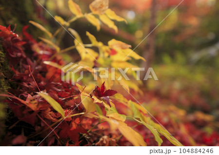 晩秋の矢野温泉公園四季の里　落ち紅葉の赤とチゴユリの黄色い葉 104884246