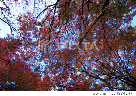 晩秋の矢野温泉公園四季の里の紅葉の森の青空 104884247