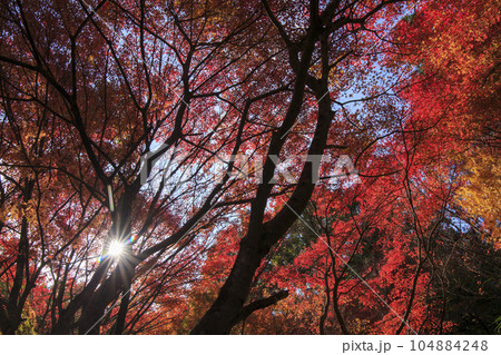 晩秋の矢野温泉公園四季の里の紅葉の森の青空と太陽 104884248