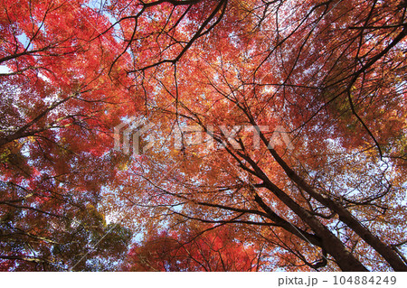晩秋の矢野温泉公園四季の里の紅葉の森の青空 104884249