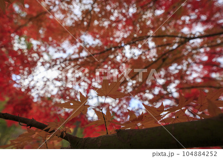 晩秋の矢野温泉公園四季の里の紅葉の森の青空 104884252