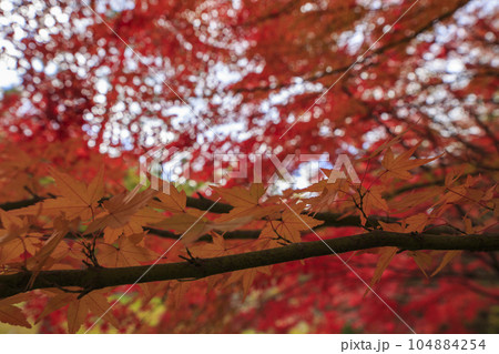 晩秋の矢野温泉公園四季の里の紅葉の森の青空 104884254