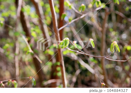 トサミズキの花芽 トサミズキの花芽 104884327
