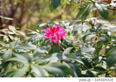 セイヨウシャクナゲの花 104884328
