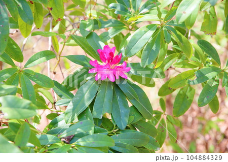 セイヨウシャクナゲの花 104884329