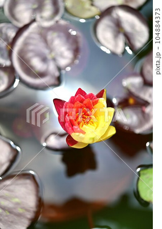 熱帯スイレン　ワンビサ　奇跡の一輪真っ二つ　その二 104884373