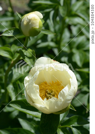 ブレアリームーン シャクヤク ブレアリームーン シャクヤク 104884380