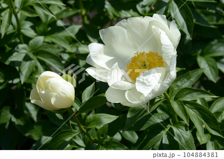 ブレアリームーン　シャクヤク 104884381