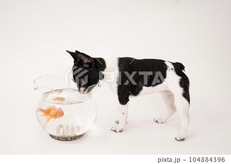 金魚鉢に入った金魚と白黒のフレンチブル 104884396