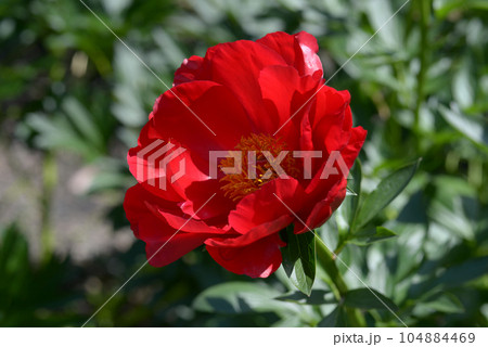 レッドレッドローズ　シャクヤク 104884469