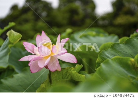 ハスの開花 104884475