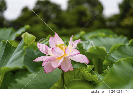 ハスの開花 104884476