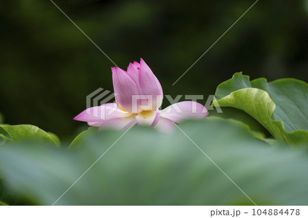 ハスの開花 ハスの開花 104884478