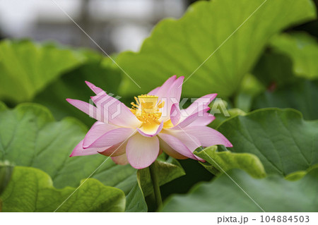 ハスの開花 ハスの開花 104884503