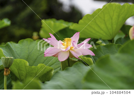 ハスの開花 ハスの開花 104884504