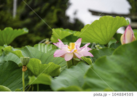 ハスの開花 104884505