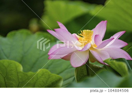ハスの開花 104884506